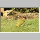 Picus viridis - Gruenspecht m03.jpg